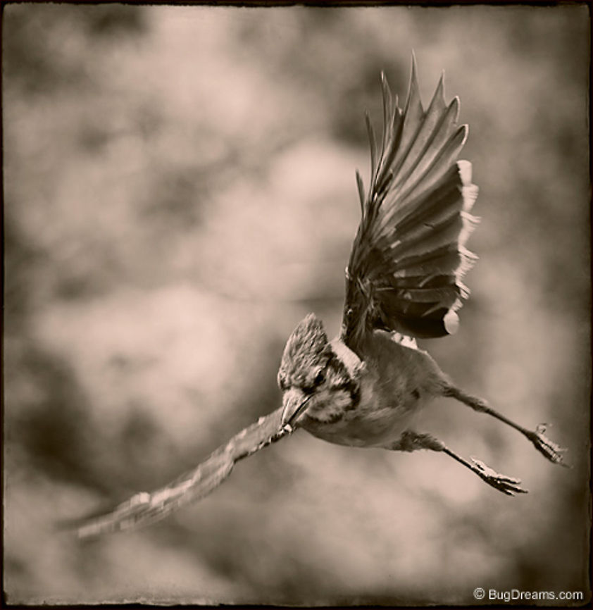 Confusing the Wind | Blue jay A juvenile Blue jay is all speed &amp; bravado,<br />
 confusing the wind while tracing its tremors.<br />
<br />
Wild Light Post: <a href="http://www.bugdreams.com/archives/confusing-the-wind/" rel="nofollow">http://www.bugdreams.com/archives/confusing-the-wind/</a> Blue Jay,Cyanocitta cristata,birds,flight,fly,wings