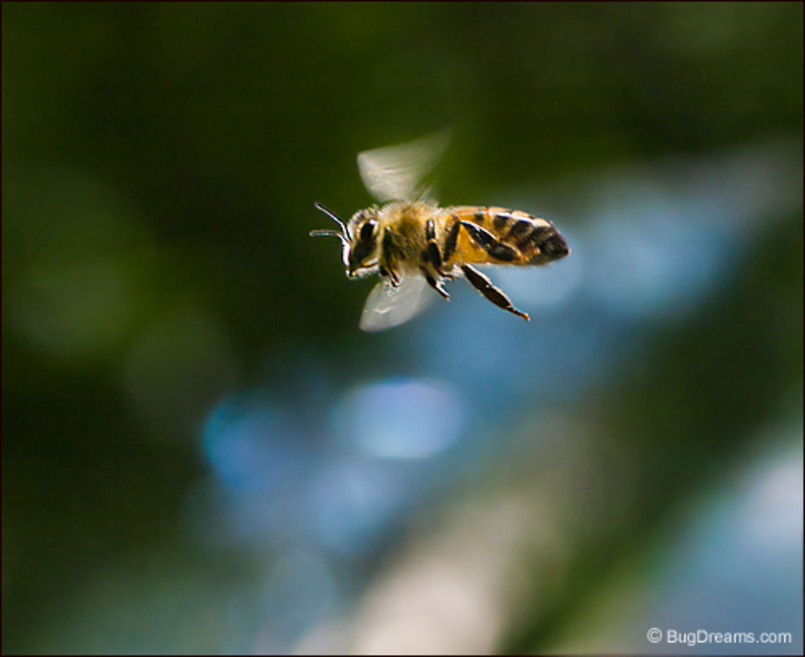 Surfing the Light | Honey bee Rushing through a seconds-long scavenger hunt,<br />
 a honey bee whistles past,<br />
  surfing on the morning light.<br />
<br />
Wild Light Post: <a href="http://www.bugdreams.com/archives/surfing-the-light/" rel="nofollow">http://www.bugdreams.com/archives/surfing-the-light/</a> Apis mellifera,apis,bees,honey bee,insects,pollen,pollinate,sun,sunlight,wings