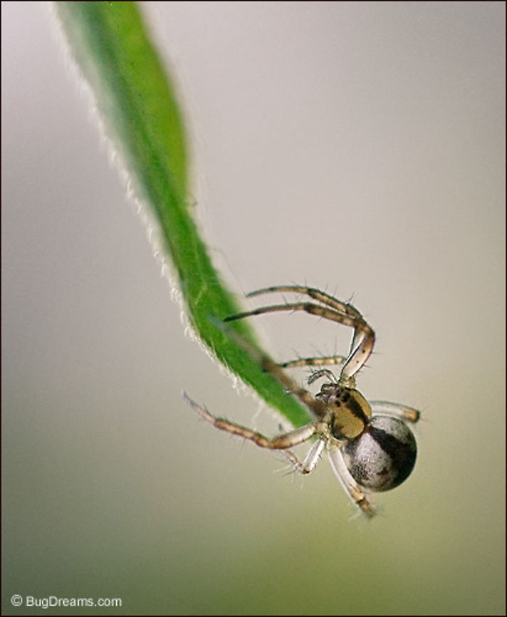 A Leafy Illusion | Spider A spider finer than spun glass,<br />
thinking with her feet,<br />
mapping the lost co-ordinates between<br />
a leafy illusion and reality.<br />
<br />
Wild Light Post: <a href="http://www.bugdreams.com/archives/leafy-illusion/" rel="nofollow">http://www.bugdreams.com/archives/leafy-illusion/</a> Spider,arachnid,biodiversity,invertebrates,silk