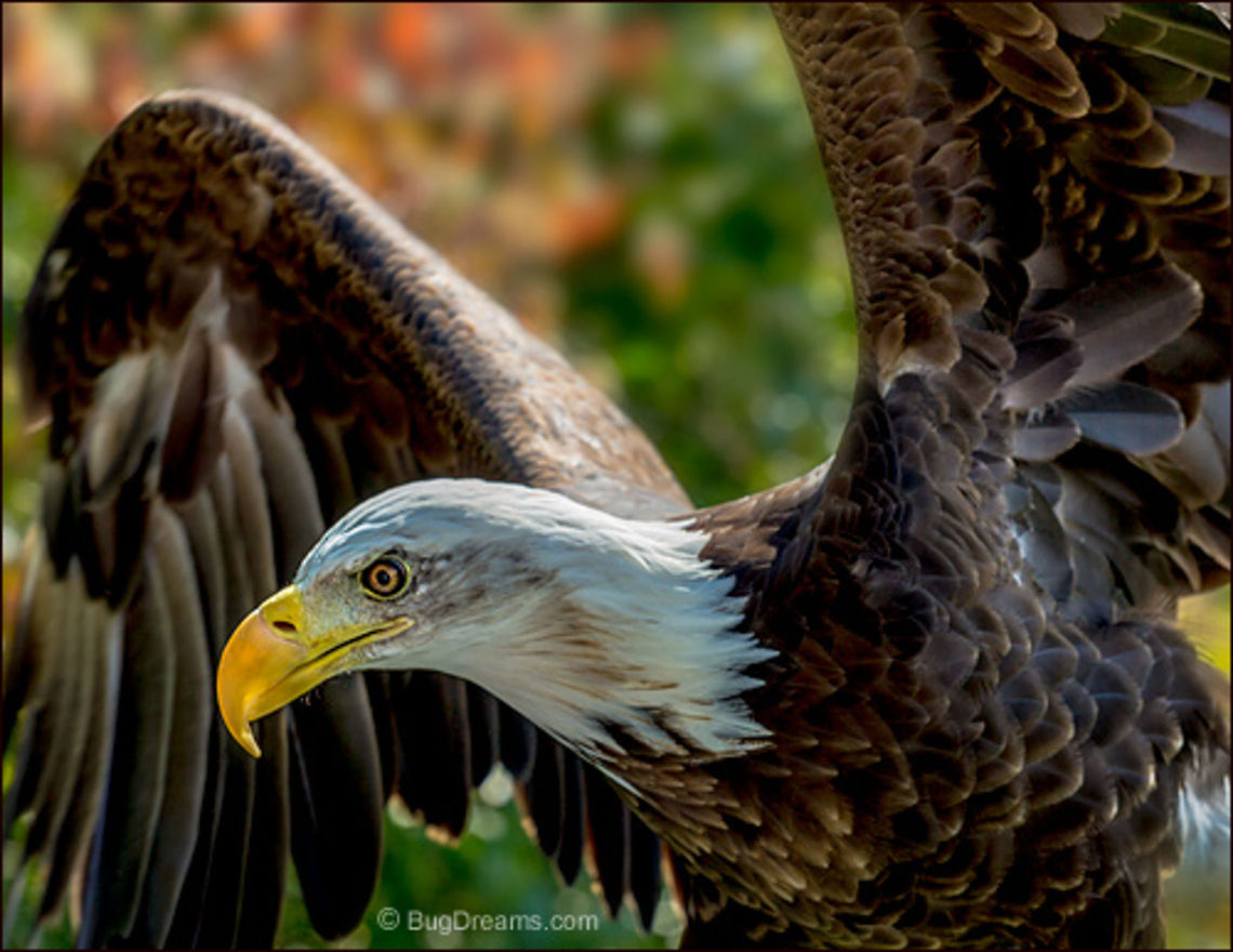 Hawkfest | Haliaeetus leucocephalus From Hawkfest over the weekend, a celebration of the annual fall migration of birds of prey - hawks, owls, eagles, falcons and vultures.<br />
<br />
Soaring through the shadows, she unhooks<br />
 the wind from its shackles.<br />
<br />
Wild Light Post: <a href="http://www.bugdreams.com/archives/hawkfest-2014/" rel="nofollow">http://www.bugdreams.com/archives/hawkfest-2014/</a> Bald Eagle,Haliaeetus leucocephalus,aviation,bird,bird of prey,birdwatching,eagle,feather,feathers,flight,raptor,wild,wildlife