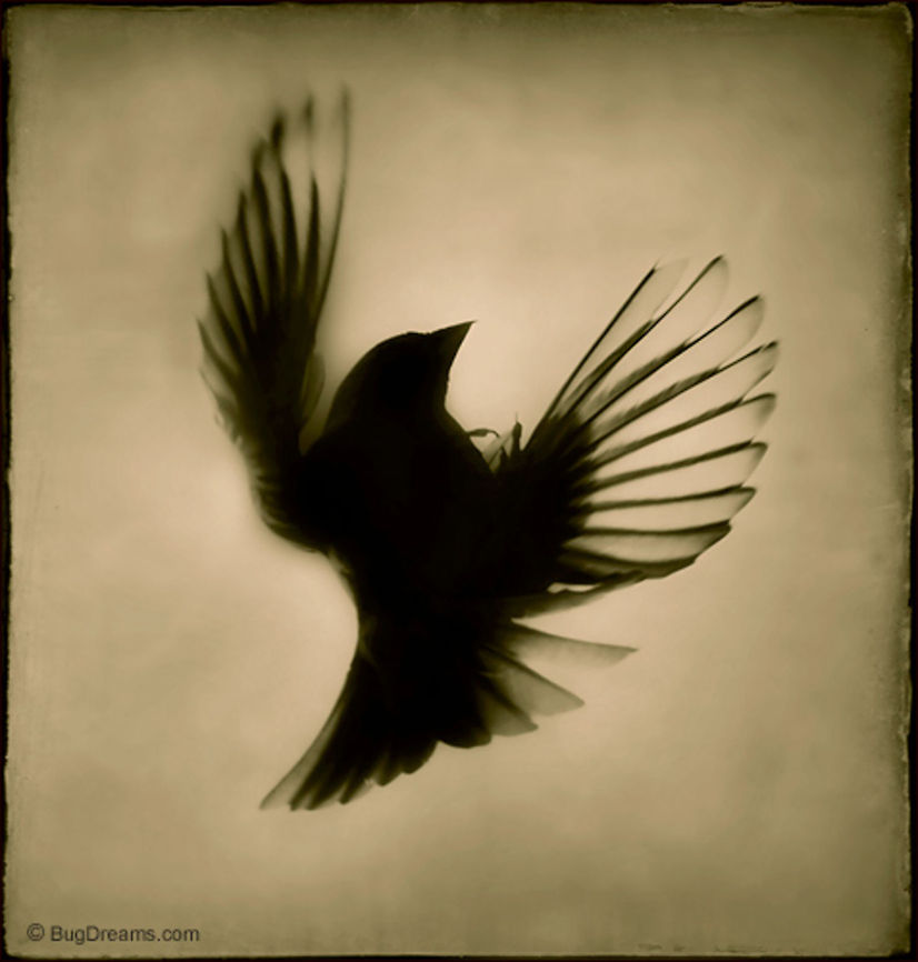 A Lost Silhouette | Passer domesticus A songbird is as much felt as seen,<br />
 just begging to be freed from its shadow,<br />
 a lost silhouette lost in unexplored territory.<br />
<br />
Wild Light Post: <a href="http://www.bugdreams.com/archives/a-lost-silhouette/" rel="nofollow">http://www.bugdreams.com/archives/a-lost-silhouette/</a><br />
<br />
Sparrow | Passer domesticus birds,flight,fly,freedom,motion,nature,passer domesticus,songbird,sparrow,wild