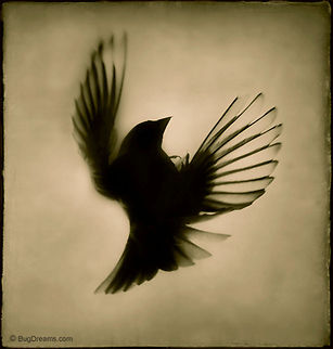 A Lost Silhouette | Passer domesticus A songbird is as much felt as seen,
 just begging to be freed from its shadow,
 a lost silhouette lost in unexplored territory.

Wild Light Post: http://www.bugdreams.com/archives/a-lost-silhouette/

Sparrow | Passer domesticus birds,flight,fly,freedom,motion,nature,passer domesticus,songbird,sparrow,wild