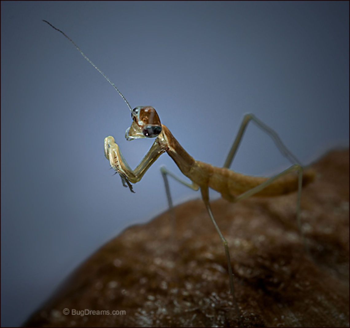 Lunatic Carnival | Tenodera aridifolia sinensis A new-born mantis is all but invisible,<br />
 master of ceremonies at a lunatic carnival.<br />
<br />
Wild Light Post: <a href="http://www.bugdreams.com/archives/lunatic-carnival/" rel="nofollow">http://www.bugdreams.com/archives/lunatic-carnival/</a> Chinese Mantis,Dictyoptera,Mantidae,Tenodera aridifolia sinensis,Tenodera sinensis,birth,entomology,garden,insect,invertebrate,mantid,mantis,nature,nymph,praying mantis