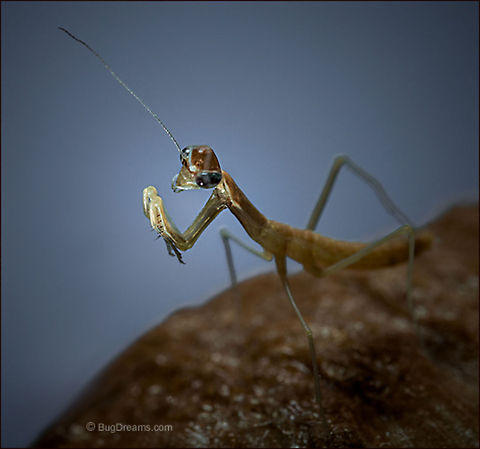 Lunatic Carnival | Tenodera aridifolia sinensis A new-born mantis is all but invisible,
 master of ceremonies at a lunatic carnival.

Wild Light Post: http://www.bugdreams.com/archives/lunatic-carnival/ Chinese Mantis,Dictyoptera,Mantidae,Tenodera aridifolia sinensis,Tenodera sinensis,birth,entomology,garden,insect,invertebrate,mantid,mantis,nature,nymph,praying mantis
