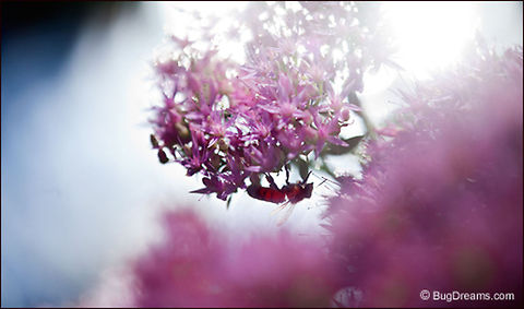 Dangerous Glamour | Apis mellifera The light dances over a honey bee's impossible glamour,
 star of my backyard hall of mirrors,
 leaving traces of her passion
 on every flower.

Wild Light Post: http://www.bugdreams.com/archives/dangerous-glamour/ Apis mellifera,Apis mellifera ligustica,European honey bee,Italian honey bee,Western honey bee(Apis mellifera),bees,biodiversity,flowers