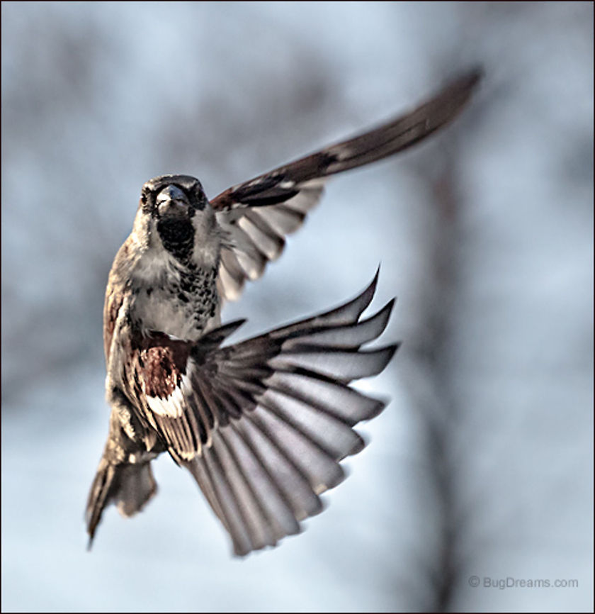 Directing Traffic | Passer domesticus Sharp as a mirrors&rsquo; broken edges, a songbird<br />
 directs traffic with supernatural sensitivity.<br />
<br />
Wild Light Post: <a href="http://www.bugdreams.com/archives/directing-traffic/" rel="nofollow">http://www.bugdreams.com/archives/directing-traffic/</a> House sparrow,Passer domesticus,bird,birdwatching,feathers,flight,nature,passer domesticus,songbird,sparrow,wild,wildlife,wings