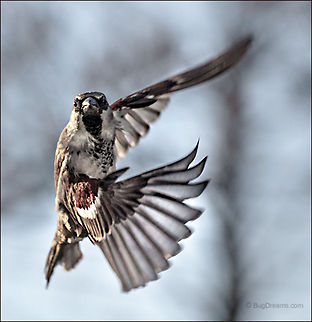 Directing Traffic | Passer domesticus Sharp as a mirrors&rsquo; broken edges, a songbird
 directs traffic with supernatural sensitivity.

Wild Light Post: http://www.bugdreams.com/archives/directing-traffic/ House sparrow,Passer domesticus,bird,birdwatching,feathers,flight,nature,passer domesticus,songbird,sparrow,wild,wildlife,wings