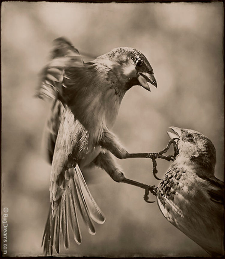 The Country of Clouds | Passer domesticus Songbirds battle over bad manners<br />
 in the country of clouds,<br />
 a momentary dispute passes<br />
 like a mocking wind.<br />
<br />
Wild Light Post: <a href="http://www.bugdreams.com/archives/country-of-clouds/" rel="nofollow">http://www.bugdreams.com/archives/country-of-clouds/</a> battle,birds,flight,fly,motion,passer domesticus,songbird,sparrow,wings