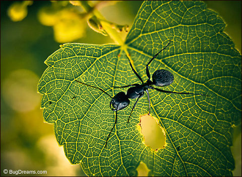 Dynamic Seamstress | Eastern black carpenter ant A dynamic seamstress traces a leaf's stitches,
 following veins through filtered sunlight,
 her attention captured by the delicate labyrinth.

Wild Light Post: http://www.bugdreams.com/archives/dynamic-seamstress/ 
 Camponotus pennsylvanicus,Eastern black carpenter ant,Formicidae,ants,biodiversity,carpenter ants,insects,invertebrates,nature,wild