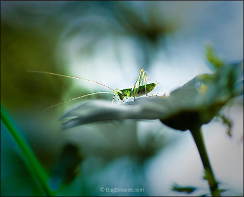 Trapped in a Fairy Tale | Microcentrum rhombifolium A lost explorer searches for shelter
 as daylight burns out, trapped in a fairy tale
 with a shady past.

Wild Light Post: http://www.bugdreams.com/archives/trapped/
 Greater Anglewing Katydid,Microcentrum rhombifolium,Tettigoniidae,biodiversity,bush-cricket,insect,invertebrate,katydid,long-horned grasshopper,nature,wildlife