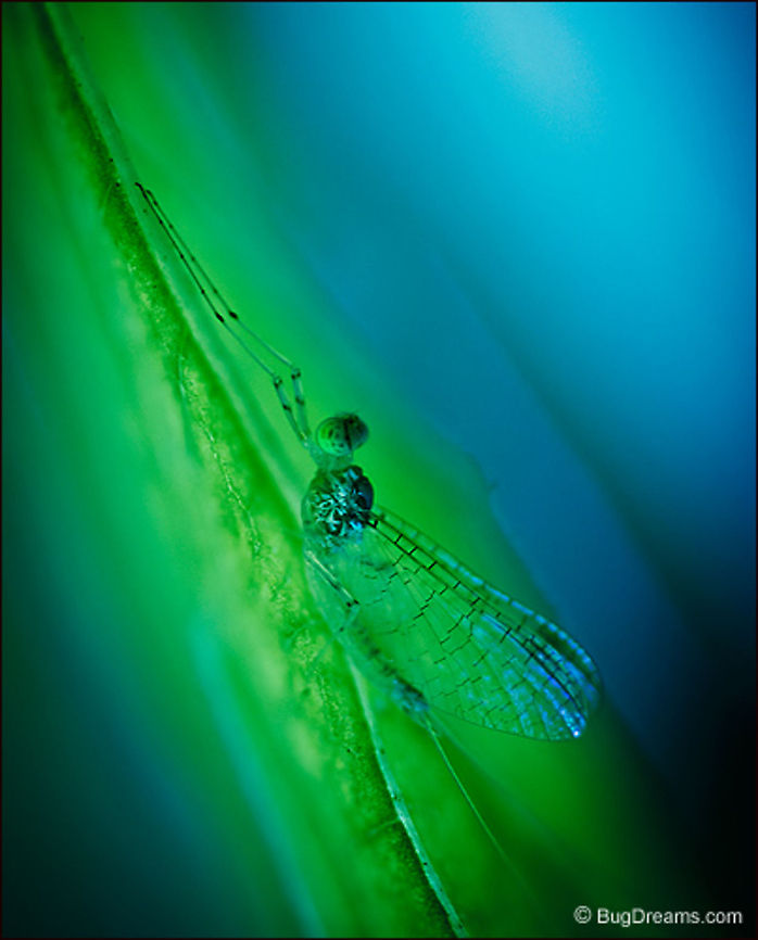 Riverside Wraith | Mayfly Exiled from the Huron River,<br />
a mayfly fragments the rainbow,<br />
a riverside wraith leaving the spectrum behind.<br />
<br />
Wild Light Post: <a href="http://www.bugdreams.com/archives/riverside-wraith/" rel="nofollow">http://www.bugdreams.com/archives/riverside-wraith/</a><br />
<br />
Mayfly | Ephemeroptera Ephemeroptera,Fly,Garden,Grass,fishfly,insects,invertebrates,mayfly,wings