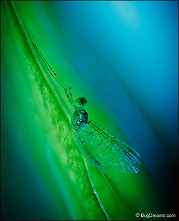 Riverside Wraith | Mayfly Exiled from the Huron River,
 a mayfly fragments the rainbow,
 a riverside wraith leaving the spectrum behind.

Wild Light Post: http://www.bugdreams.com/archives/riverside-wraith/

Mayfly | Ephemeroptera Ephemeroptera,Fly,Garden,Grass,fishfly,insects,invertebrates,mayfly,wings