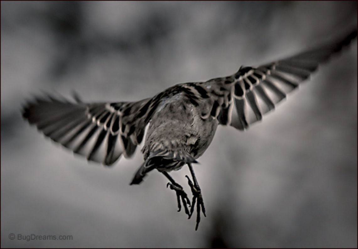 One Tiny Ripple | Passer domesticus A songbird in a rush to find his lost youth, searching<br />
 through the silence, one tiny ripple<br />
 in an infinite sky.<br />
<br />
Wild Light Post: <a href="http://www.bugdreams.com/archives/tiny-ripple/" rel="nofollow">http://www.bugdreams.com/archives/tiny-ripple/</a><br />
 House sparrow,Passer domesticus,bird,birdwatching,black and white,feathers,flight,passer domesticus,songbird,sparrow,wild,wildlife,wings