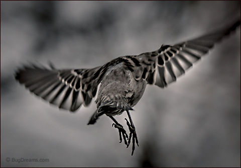 One Tiny Ripple | Passer domesticus A songbird in a rush to find his lost youth, searching
 through the silence, one tiny ripple
 in an infinite sky.

Wild Light Post: http://www.bugdreams.com/archives/tiny-ripple/
 House sparrow,Passer domesticus,bird,birdwatching,black and white,feathers,flight,passer domesticus,songbird,sparrow,wild,wildlife,wings