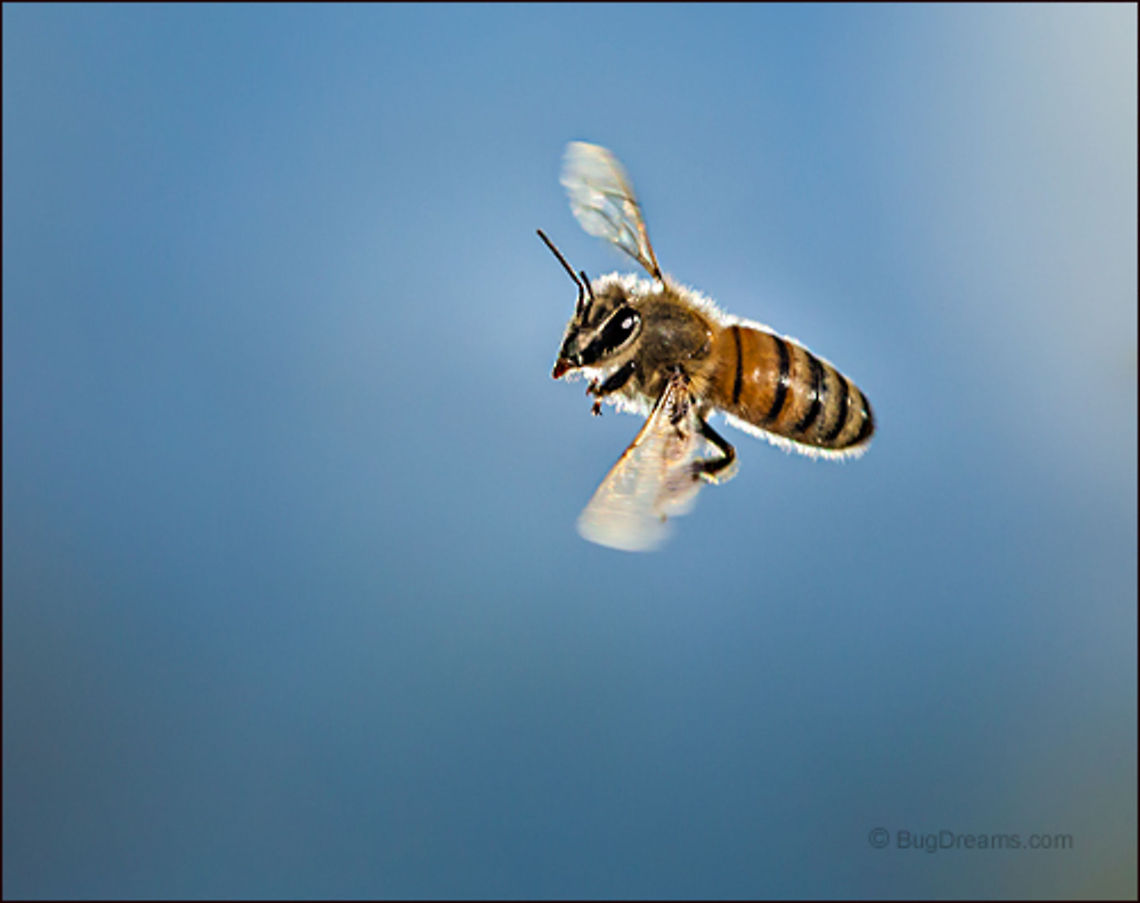 Unforeseen Events | Apis mellifera Challenged by unforeseen events, a honey bee<br />
picks up steam in a world fraught with danger.<br />
<br />
Wild Light Post: <a href="http://www.bugdreams.com/archives/unforeseen-events/" rel="nofollow">http://www.bugdreams.com/archives/unforeseen-events/</a><br />
Apis mellifera,Apis mellifera ligustica,European honey bee,Italian honey bee,Western honey bee,apis,bee,beekeeping,flight,honey bee,honeybee,insect,invertebrate,motion,nature,pollen,pollinate,sun,sunlight,wings