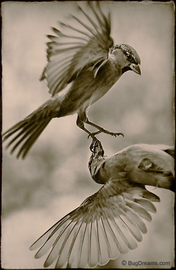 Old-School Toughs | Passer domesticus Old-school toughs reach the point of no return<br />
 after running out of things to say,<br />
 muffled cries fading away.<br />
<br />
Wild Light Post: <a href="http://www.bugdreams.com/archives/old-school/" rel="nofollow">http://www.bugdreams.com/archives/old-school/</a> birds,flight,motion,nature,passer domesticus,songbird,sparrow,wings