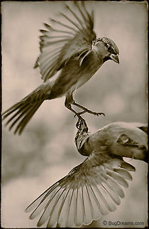 Old-School Toughs | Passer domesticus Old-school toughs reach the point of no return
 after running out of things to say,
 muffled cries fading away.

Wild Light Post: http://www.bugdreams.com/archives/old-school/ birds,flight,motion,nature,passer domesticus,songbird,sparrow,wings
