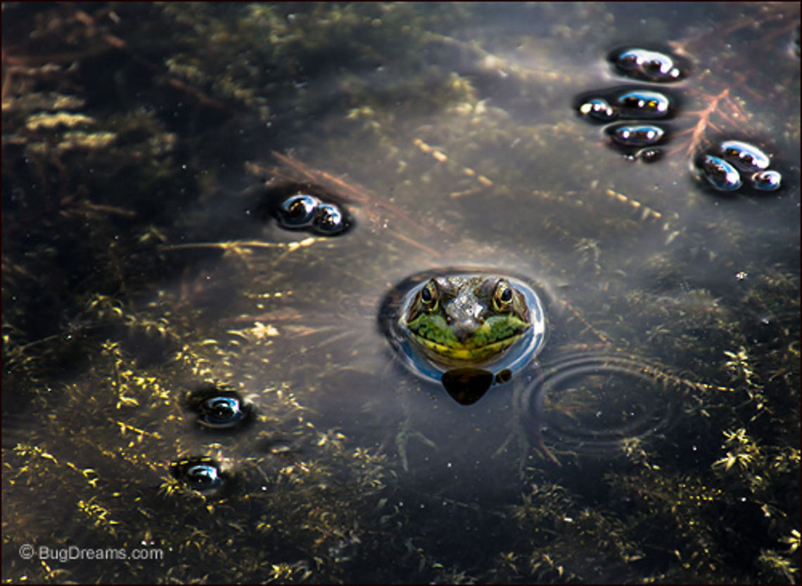 Gold Dust | Rana clamitans A frog in his sunset world, watching midges<br />
 circle like golden dust above a pool<br />
 of silver light.<br />
<br />
Wild Light Post: <a href="http://www.bugdreams.com/archives/gold-dust/" rel="nofollow">http://www.bugdreams.com/archives/gold-dust/</a><br />
 Green Frog,Green frog,Lithobates clamitans,Rana clamitans,amphibian,frog,photograph,pond,water