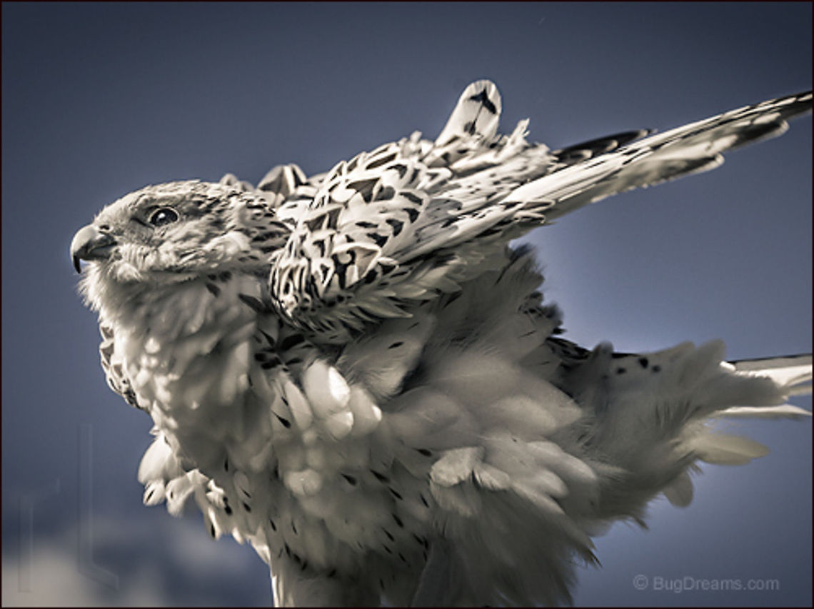 The Walls of Heaven | Falco rusticolus Like a wizard crafting spells in threes, a gyrfalcon<br />
 so bright he dissolves the walls of heaven.<br />
<br />
Wild Light Post: <a href="http://www.bugdreams.com/archives/walls-of-heaven/" rel="nofollow">http://www.bugdreams.com/archives/walls-of-heaven/</a><br />
 Falco rusticolus,Gyrfalcon,Gyrfalcon or gerfalcon,bird,falcon,feathers,flight,raptor,wild,wildlife,wings