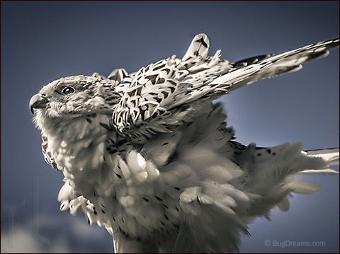 Gyrfalcon or gerfalcon