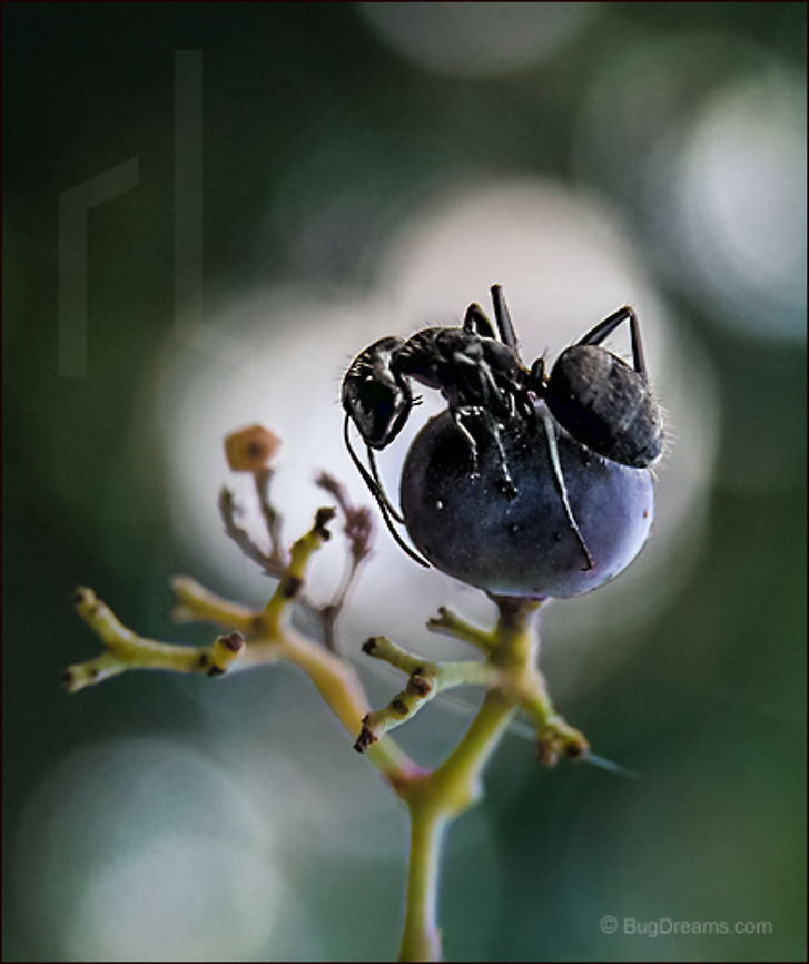 At the Still Point | Camponotus pennsylvanicus Stripped down to her soul, she finds the still point,<br />
her future a myth dreamed by the past.<br />
<br />
Prints of The Still Point are in a dozen collections, including Penn State University, and was part of the 2006 exhibition Nature Reperceived at Gallery Project in Ann Arbor.<br />
<br />
Wild Light Post: <a href="http://www.bugdreams.com/archives/stillpoint/" rel="nofollow">http://www.bugdreams.com/archives/stillpoint/</a> Black carpenter ant,Camponotus pennsylvanicus,Eastern black carpenter ant,Formicidae,ant,biodiversity,carpenter ant,insect,invertebrate,meditation,nature,peace,still point
