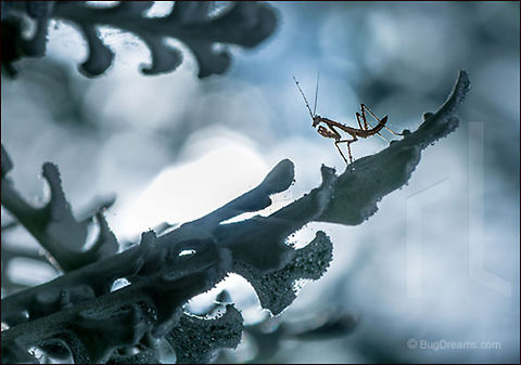 The Deadliest Ornament | Tenodera aridifolia sinensis The deadliest ornament waits for the holidays,
 filling stockings with dry leaves
 and wild hurricanes.

Wild Light Post: http://www.bugdreams.com/archives/ornament/
 Chinese Mantis,Dictyoptera,Lambs Ear,Mantidae,Stachys byzantina,Tenodera aridifolia sinensis,Tenodera sinensis,entomology,garden,insect,invertebrate,lamb's ear,mantid,mantis,nymph,plant,praying mantis,predator