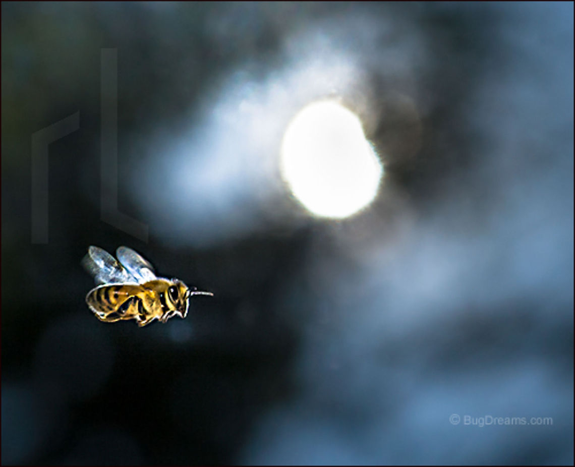 The Halls of Sleep | Apis mellifera Rounding up rising stars, a honey bee<br />
 breaks into the halls of sleep, finding little music,<br />
 but so much silence.<br />
<br />
Wild Light Post: <a href="http://www.bugdreams.com/archives/halls-of-sleep/" rel="nofollow">http://www.bugdreams.com/archives/halls-of-sleep/</a> Apis mellifera,Apis mellifera ligustica,European honey bee,Western honey bee,apis,bee,beekeeping,flight,flower,hive,honey,honey bee,honeybee,insect,invertebrate,motion,pollen,pollinate,sun,sunlight