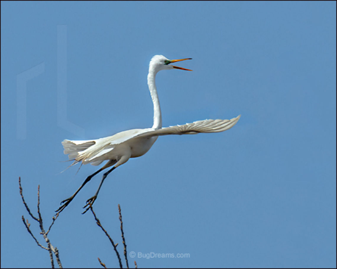 Memories of a New Year | Ardea alba Leaping into a new year, memories of<br />
 the past evaporate in the wind.<br />
<br />
Wild Light Post: <a href="http://www.bugdreams.com/archives/new-year/" rel="nofollow">http://www.bugdreams.com/archives/new-year/</a><br />
 Ardea alba,Common Egret,Great Egret,Great White Egret,Great egret,Large Egret Great,White Heron,bird,egret,feathers,flight,white,wings