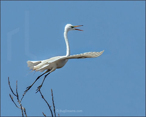 Memories of a New Year | Ardea alba Leaping into a new year, memories of
 the past evaporate in the wind.

Wild Light Post: http://www.bugdreams.com/archives/new-year/
 Ardea alba,Common Egret,Great Egret,Great White Egret,Great egret,Large Egret Great,White Heron,bird,egret,feathers,flight,white,wings