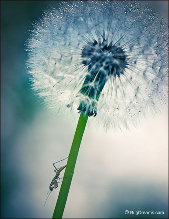 The Newest Demon | Chinese Praying Mantis Wielding her sceptre,<br />
 the newest demon presides over<br />
 a field of dreaming mosquitoes.<br />
<br />
Wild Light Post: <a href="http://www.bugdreams.com/archives/demon/" rel="nofollow">http://www.bugdreams.com/archives/demon/</a><br />
<br />
Chinese Praying Mantis | Tenodera aridifolia sinensis  Dictyoptera,Garden,Mantidae,Mantis,Tenodera aridifolia sinensis,entomology,insects,invertebrates,mantid,nature