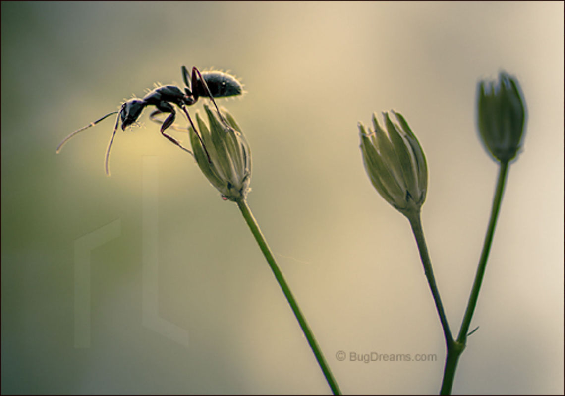 Ready to Jump | Camponotus pennsylvanicus No chance to lure her back to the civilized world,<br />
 ready to jump off the cliff of gravity.<br />
<br />
Wild Light Post: <a href="http://www.bugdreams.com/archives/jump/" rel="nofollow">http://www.bugdreams.com/archives/jump/</a> Black carpenter ant,Camponotus pennsylvanicus,Eastern black carpenter ant,Formicidae,Pavement ant,Taraxacum officinale,Tetramorium caespitum,ant,biodiversity,bud,carpenter ant,dandelion,flower,insect,invertebrate,nature,wild