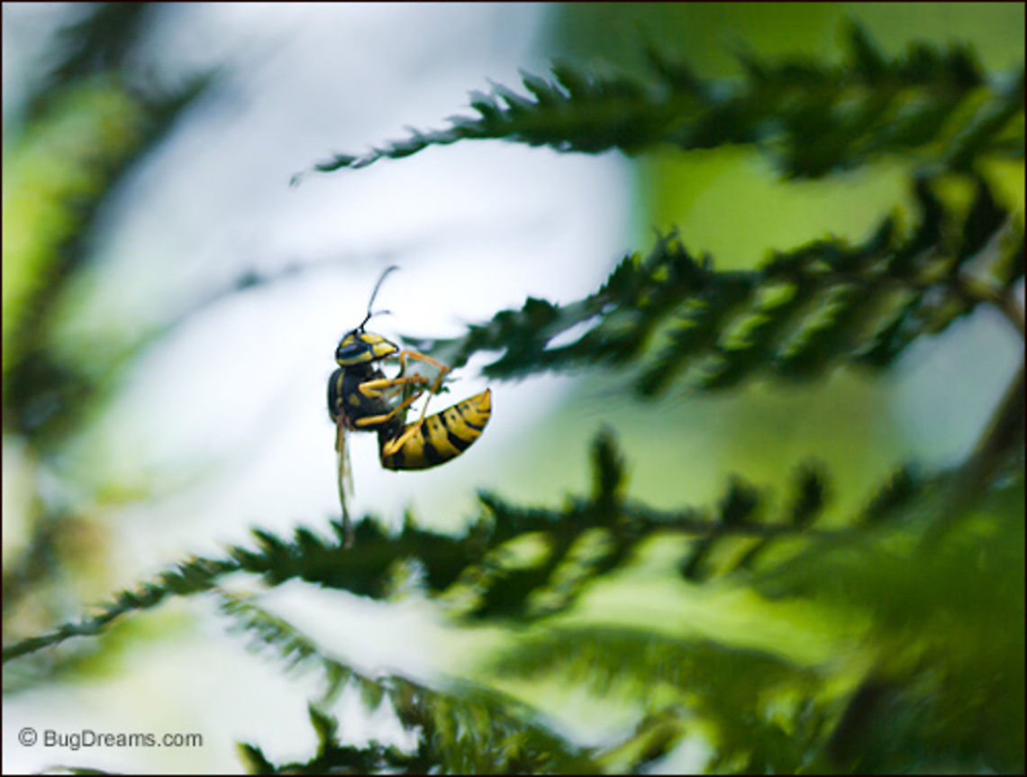 A Cold Eye | Yellow jacket wasp A Cold Eye<br />
<br />
A cold eye searches for her next target,<br />
 the outlines of dark ferns mapping the way.<br />
<br />
Wild Light Post: <a href="http://www.bugdreams.com/archives/cold-eye/" rel="nofollow">http://www.bugdreams.com/archives/cold-eye/</a> Vespula vulgaris,Wasp,Yellowjacket,insects