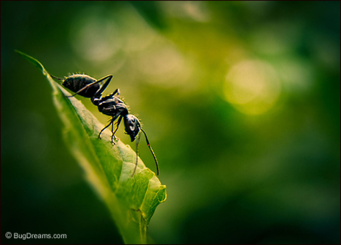 Reflected Moons | Eastern black carpenter ant Reflected Moons<br />
<br />
Caught on the border between ground &amp; sky,<br />
 she pauses on the fragmented edge of the microwilderness,<br />
 unblinking at reflected moons.<br />
<br />
Wild Light Post: <a href="http://www.bugdreams.com/archives/reflected-moons/" rel="nofollow">http://www.bugdreams.com/archives/reflected-moons/</a> Black carpenter ant,Camponotus pennsylvanicus,Eastern black carpenter ant,Formicidae,biodiversity,carpenter ants,insects