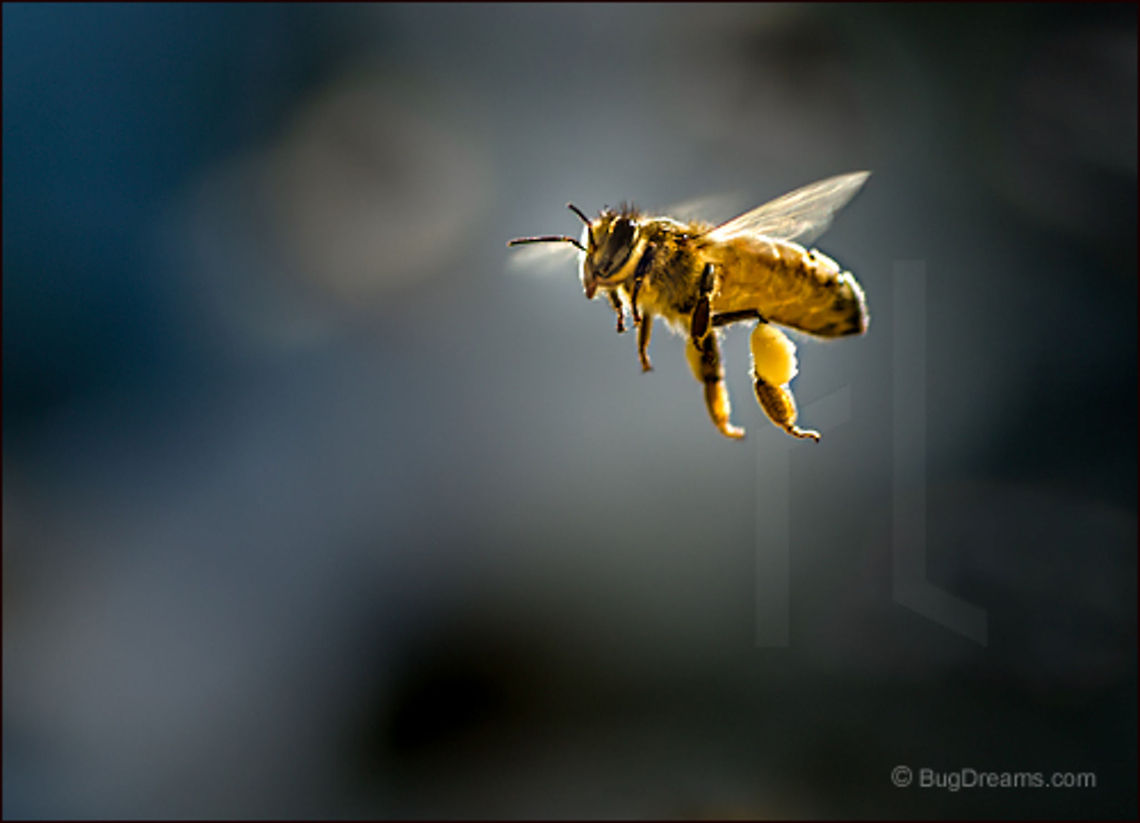 Dressed for Success | Apis mellifera A flurry of wings showered in sparks<br />
 from the sun, dressed for success in gold.<br />
<br />
Wild Light Post: <a href="http://www.bugdreams.com/archives/dressed-for-success/" rel="nofollow">http://www.bugdreams.com/archives/dressed-for-success/</a> Apis mellifera,Apis mellifera ligustica,European honey bee,Italian honey bee,Western honey bee,apis,bee,beekeeping,flight,gold,hive,honey,honey bee,honeybee,insect,invertebrate,motion,pollen,pollinate,sun