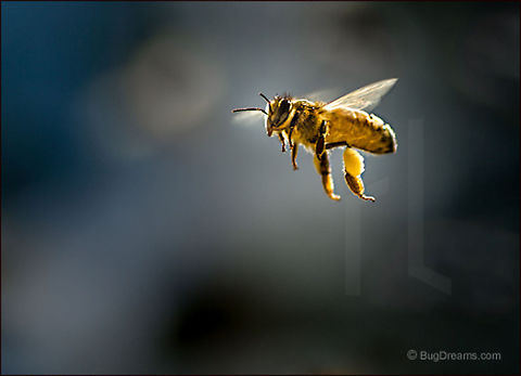Dressed for Success | Apis mellifera A flurry of wings showered in sparks
 from the sun, dressed for success in gold.

Wild Light Post: http://www.bugdreams.com/archives/dressed-for-success/ Apis mellifera,Apis mellifera ligustica,European honey bee,Italian honey bee,Western honey bee,apis,bee,beekeeping,flight,gold,hive,honey,honey bee,honeybee,insect,invertebrate,motion,pollen,pollinate,sun
