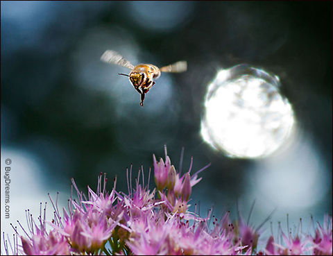 Memories of a Lost Space Age | Apis mellifera No memories of a lost space age,
 stripping away pollen,
 her new freedom a better fit for the times.

Wild Light Post: http://www.bugdreams.com/archives/space-age/

Honey bee | Apis mellifera Apis mellifera,Western honey bee(Apis mellifera),apis,bees,flowers,honey bee,insects,pollen,pollinate,sun