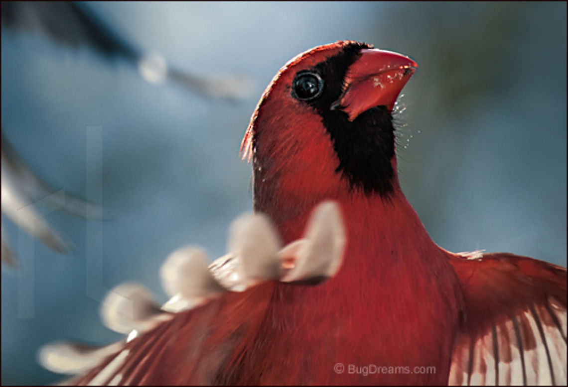 Bored with Beauty | Cardinalis cardinalis Bored with beauty, a cardinal glances<br />
 to the side and then blinks,<br />
 the only one still awake.<br />
<br />
Wild Light Post: <a href="http://www.bugdreams.com/archives/bored/" rel="nofollow">http://www.bugdreams.com/archives/bored/</a> Cardinalis cardinalis,Northern Cardinal,bird,cardinal,flight,nature,red,wildlife,wings