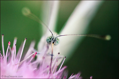 Drunken Dreams | Cabbage white butterfly A butterfly samples dessert in a new Eden,
 drunken dreams of nectar whispering
 from the flower's depths.

Wild Light Post: http://www.bugdreams.com/archives/drunken-dreams/
 Cabbage white butterfly,Pieris rapae,Small White,butterfly,insects,nectar