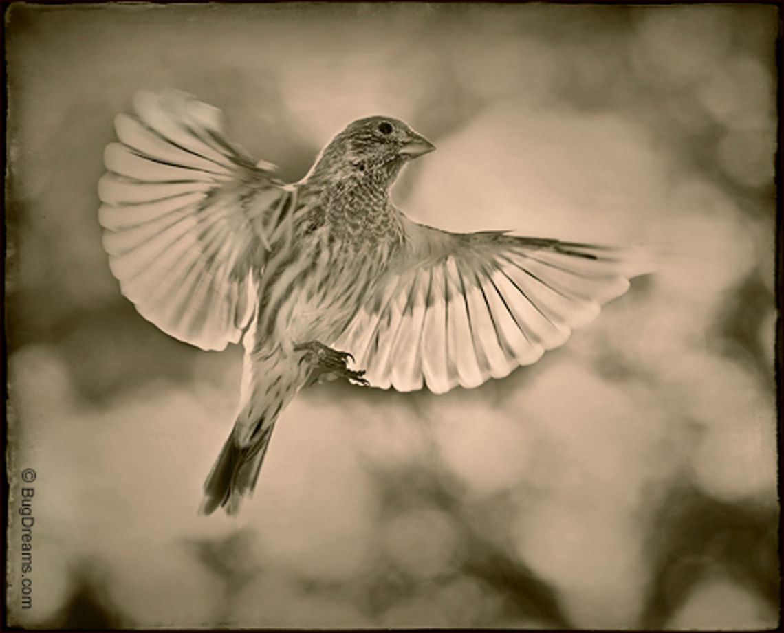 Sparking Lightning | House Finch Her passions are transformed into gold,<br />
 the arrogance and bluster of her wings<br />
 spark lightning.<br />
<br />
Wild Light Post: <a href="http://www.bugdreams.com/archives/sparking-lightning/" rel="nofollow">http://www.bugdreams.com/archives/sparking-lightning/</a><br />
<br />
House Finch | Carpodacus mexicanus Carpodacus mexicanus,Fringillidae,birds,finch,flight,songbird