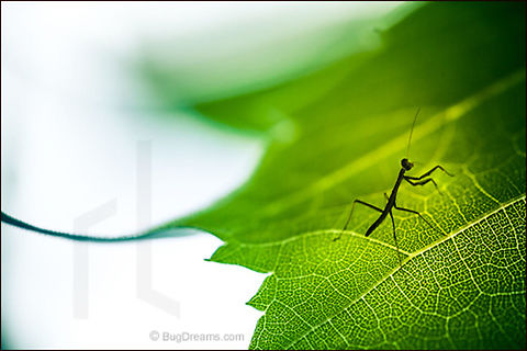 Stained-Glass Sphinx | Tenodera aridifolia sinensis A stained-glass sphinx rules a haunted world
 of torn-up roads, on a never-ending search
 for her shadow.

Wild Light Post: http://www.bugdreams.com/archives/sphinx/ Chinese Mantis,Dictyoptera,Mantidae,Tenodera aridifolia sinensis,Tenodera sinensis,entomology,garden,hunter,hunting,insect,invertebrate,mantid,mantis,nymph,praying mantis,predator