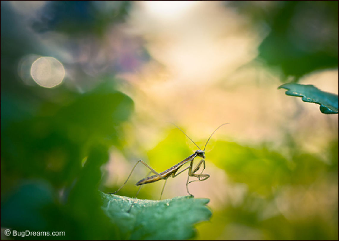A Distant Rain | Tenodera aridifolia sinensis A Distant Rain<br />
<br />
Listening for a distant rain,<br />
 she sees no boundaries,<br />
 the microwilderness speaks<br />
 more and more quietly.<br />
<br />
Wild Light Post: <a href="http://www.bugdreams.com/archives/distant-rain/" rel="nofollow">http://www.bugdreams.com/archives/distant-rain/</a> Dictyoptera,Garden,Leaf,Mantidae,Mantis,Tenodera aridifolia sinensis,entomology,insects,invertebrates,mantid