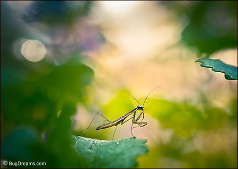 A Distant Rain | Tenodera aridifolia sinensis A Distant Rain

Listening for a distant rain,
 she sees no boundaries,
 the microwilderness speaks
 more and more quietly.

Wild Light Post: http://www.bugdreams.com/archives/distant-rain/ Dictyoptera,Garden,Leaf,Mantidae,Mantis,Tenodera aridifolia sinensis,entomology,insects,invertebrates,mantid