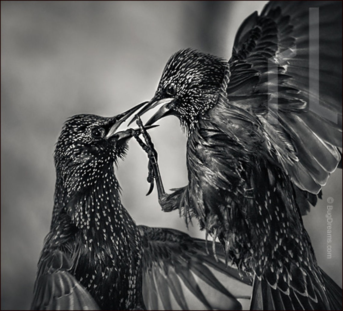 Angels in Free Fall | Sturnus vulgaris Kicking from birth, waging battles<br />
 in the clouds, angels in free fall<br />
 push their luck.<br />
<br />
Wild Light Post: <a href="http://www.bugdreams.com/archives/free-fall/" rel="nofollow">http://www.bugdreams.com/archives/free-fall/</a> Common Starling,Sturnus vulgaris,battle,bird,birdwatching,conflict,confrontation,fight,flight,nature,passerine,starling,wildlife,wings