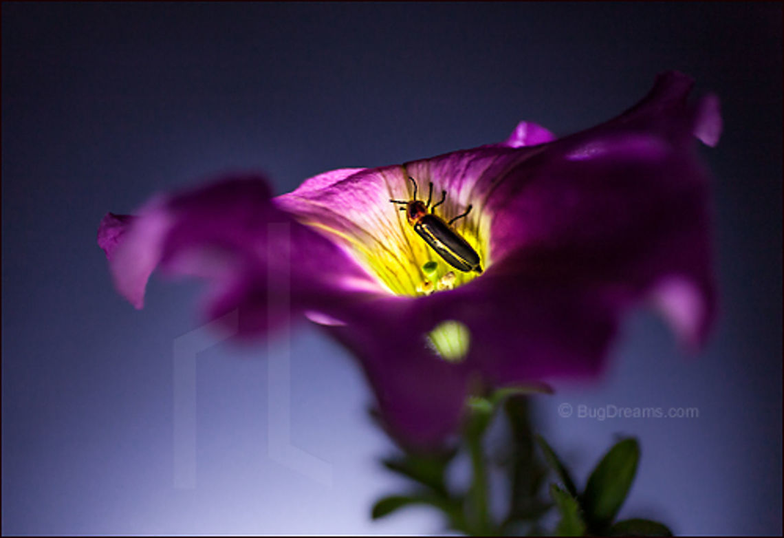 Calling for Lovers | Photinus pyralis Lighting a small world, she calls for lovers as the daylight burns out. Common eastern firefly,Jewelweed,Photinus pyralis,beetle,big dipper,biodiversity,bioluminescence,dusk,eastern firefly,energy,evening,field,firefly,flower,glow,glowworm,grass,impatiens,insect,invertebrate