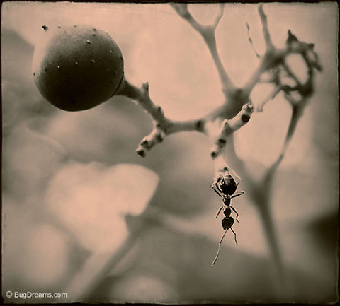 Hung Up Down | Pavement ant A pavement ant races ahead of her own future,
 where everything turns upside down
 before fading into the next mirage.

Wild Light Post: http://www.bugdreams.com/archives/hung-up-down/ Formicidae,Pavement ant,Tetramorium caespitum,ants,insects