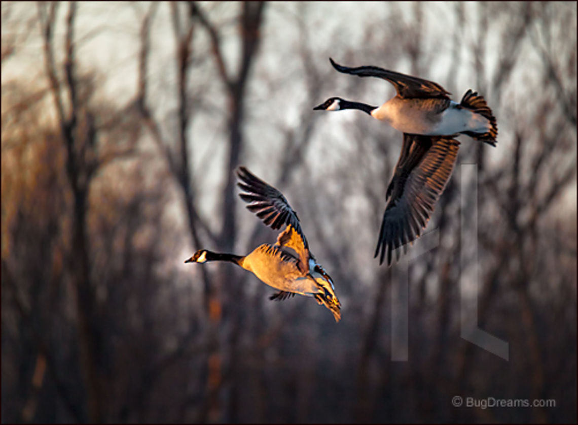 Chasing the Twilight | Branta canadensis Conjuring the future from the past, chasing<br />
the twilight before the first bombs fall.<br />
<br />
Wild Light Post: <a href="http://www.bugdreams.com/archives/chasing-the-twilight/" rel="nofollow">http://www.bugdreams.com/archives/chasing-the-twilight/</a> Branta canadensis,Canada goose,bird,flight,lake,water,wild,wildlife,wings,winter