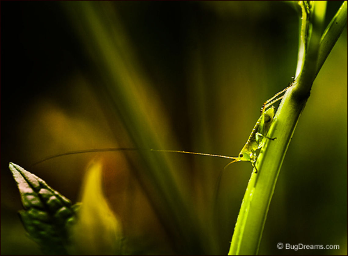 The Garden's Pulse | Katydid A katydid plugs into the ether,<br />
antennae like sensitive sails,<br />
listening to the garden's pulse<br />
while blindfolded.<br />
<br />
Wild Light Post: <a href="http://www.bugdreams.com/archives/pulse/" rel="nofollow">http://www.bugdreams.com/archives/pulse/</a> Tettigoniidae,bush-cricket,insects,katydid,long-horned grasshopper