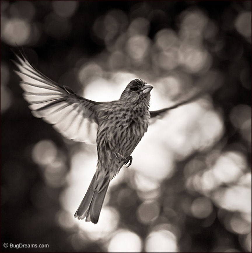 Wind-Lust | House Finch Half-crazy with wind-lust,<br />
 a finch shakes off a dream,<br />
 leaving winter&rsquo;s touch behind.<br />
<br />
Wild Light Post: <a href="http://www.bugdreams.com/archives/wind-lust/" rel="nofollow">http://www.bugdreams.com/archives/wind-lust/</a> Carpodacus mexicanus,Fringillidae,birds,finch,flight,songbird,wings