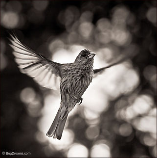 Wind-Lust | House Finch Half-crazy with wind-lust,
 a finch shakes off a dream,
 leaving winter&rsquo;s touch behind.

Wild Light Post: http://www.bugdreams.com/archives/wind-lust/ Carpodacus mexicanus,Fringillidae,birds,finch,flight,songbird,wings