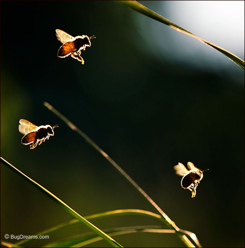 Aflame | Honey bee Honey bees aflame slip through an ephemeral landscape<br />
of angled blades.<br />
<br />
Wild Light Post: <a href="http://www.bugdreams.com/archives/aflame/" rel="nofollow">http://www.bugdreams.com/archives/aflame/</a> Apis mellifera,Western honey bee(Apis mellifera),apis,bees,garden,honey bee,honeybee,insects,sunlight,wings
